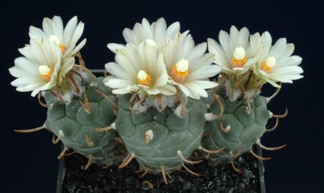 Turbinicarpus_klinkerianus